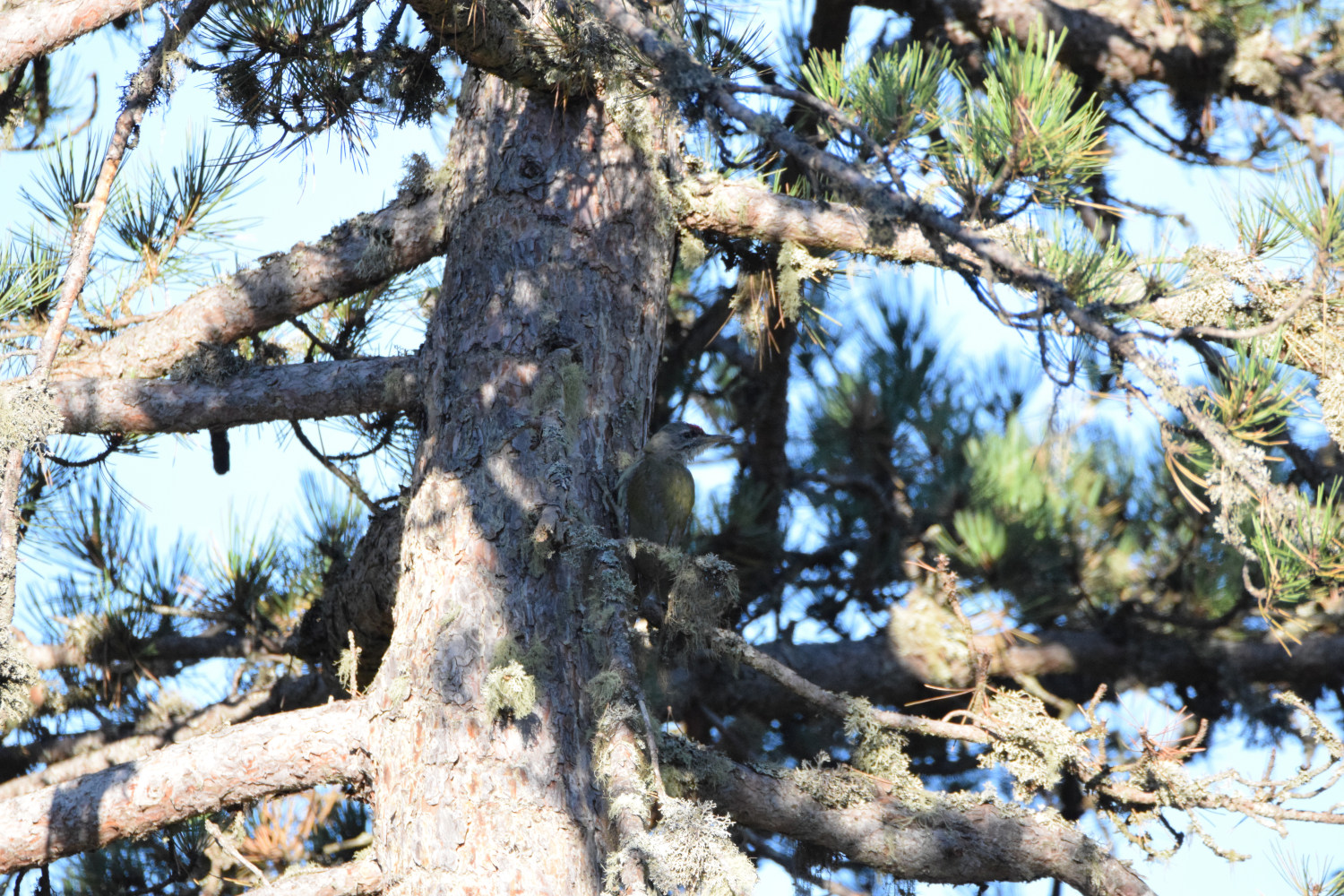 Yeşil ağaçkakan - Picus viridis